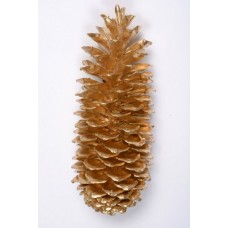 SUGAR PINE CONE GOLD 9"-14" STAKED  
